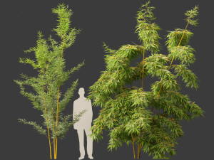Alphonse karr bamboo - Bambusa multiplex 01 3D 모델