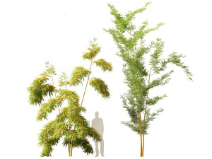 Alphonse karr bambu - Bambusa multiplex 01 Modelo 3D