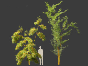 Alphonse karr bamboo - Bambusa multiplex 01 3D 모델