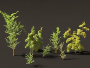 Alphonse karr bamboo - Bambusa multiplex 01 3D 모델
