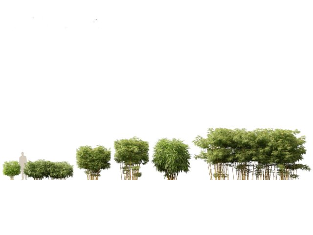 Alphonse karr bamboo - Bambusa multiplex 02 3Dモデル .c4d .max .obj .3ds .fbx .stl .blend 