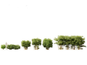 Alphonse karr bamboo - Bambusa multiplex 02 3D Model