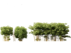 Alphonse karr bamboo - Bambusa multiplex 02 3Dモデル