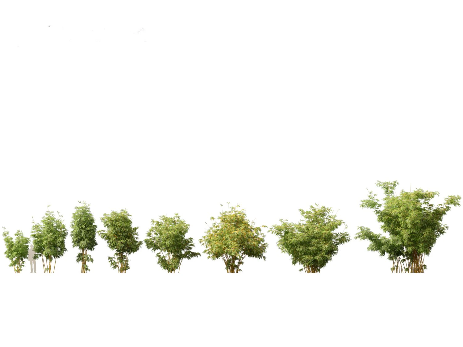 Alphonse karr bamboo - Bambusa multiplex 03 3D Model .c4d .max .obj .3ds .fbx .stl .blend