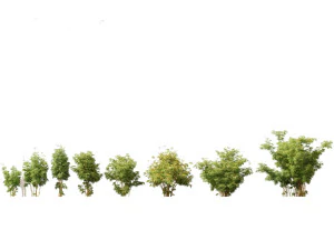 Alphonse karr bamboo - Bambusa multiplex 03 3D Model