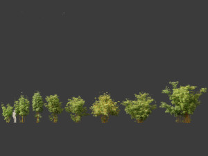 Alphonse karr bamboo - Bambusa multiplex 03 3D 模型