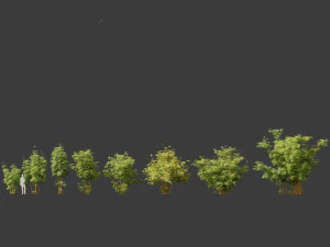 Alphonse karr bamboo - Bambusa multiplex 03 3D Model