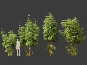 Alphonse karr bamboo - Bambusa multiplex 03 3D 模型