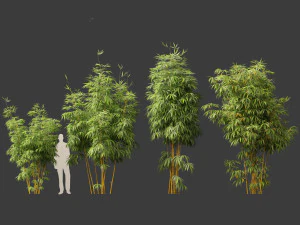 Alphonse karr bamboo - Bambusa multiplex 03 3D Model