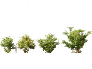 Alphonse karr bamboo - Bambusa multiplex 03 3D Model