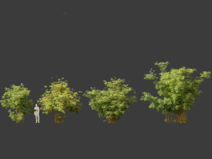 Alphonse karr bamboo - Bambusa multiplex 03 3D 模型