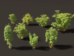 Alphonse karr bamboo - Bambusa multiplex 03 3D Model