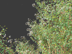 Amelanchier canadensis - Canadian serviceberry 3D Model