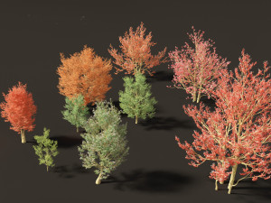 Amelanchier canadensis - Canadian serviceberry 3D Model