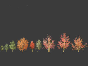 Amelanchier canadensis - Canadian serviceberry 3D Model