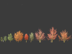 Amelanchier canadensis - Canadian serviceberry 3D Model