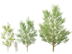 Amelanchier canadensis - Canadian serviceberry 3D Model