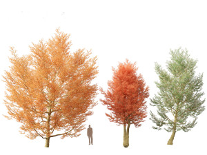 Amelanchier canadensis - Canadian serviceberry 3D Model