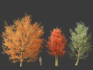 Amelanchier canadensis - Canadian serviceberry 3D Model