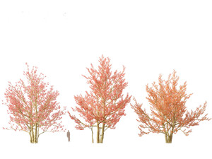 Amelanchier canadensis - Canadian serviceberry 3D Model