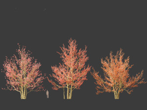 Amelanchier canadensis - Canadian serviceberry 3D Model