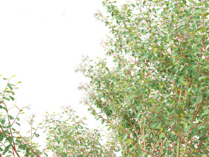 Amelanchier canadensis - Canadian serviceberry 3D Model