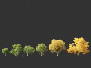 American elm - Ulmus americana 3D Model