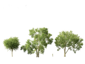 American elm - Ulmus americana 3D Model