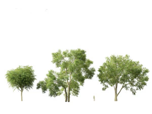 American elm - Ulmus americana 3D Model