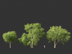 American elm - Ulmus americana 3D Model