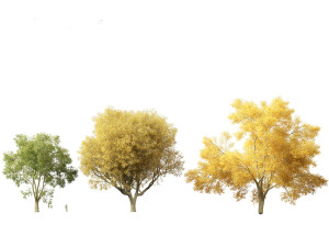 American elm - Ulmus americana 3D Model