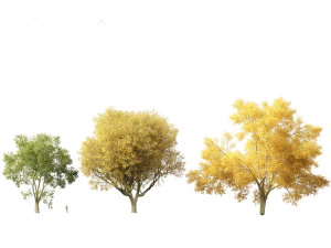 American elm - Ulmus americana 3D Model