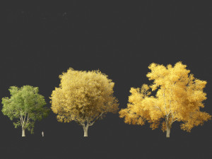 American elm - Ulmus americana 3D Model
