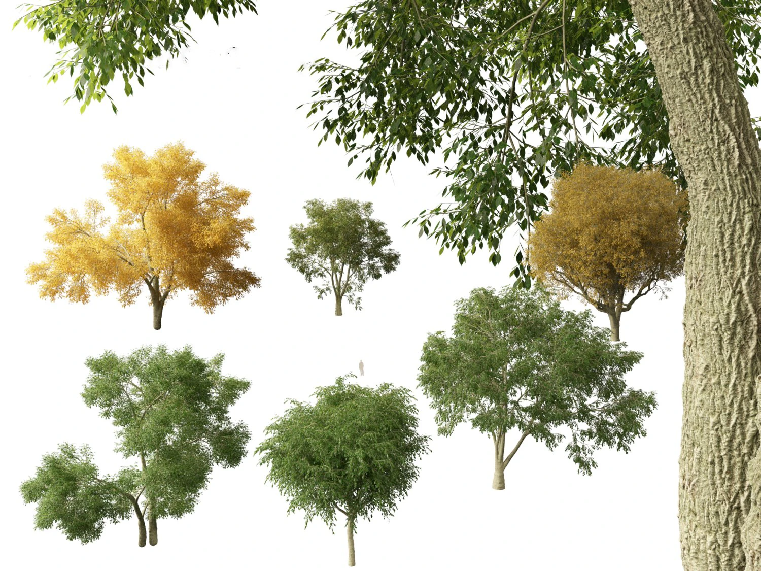 American elm - Ulmus americana 3D Model .c4d .max .obj .3ds .fbx .stl .blend
