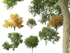 American elm - Ulmus americana 3D Model