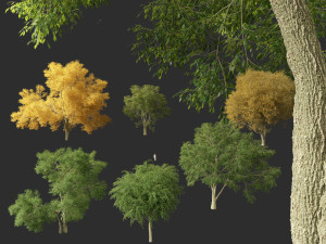 American elm - Ulmus americana 3D Model