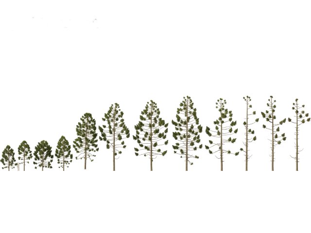 Araucaria angustifolia - Brazilian pine 01 Modèle 3D .c4d .max .obj .3ds .fbx .stl .blend 