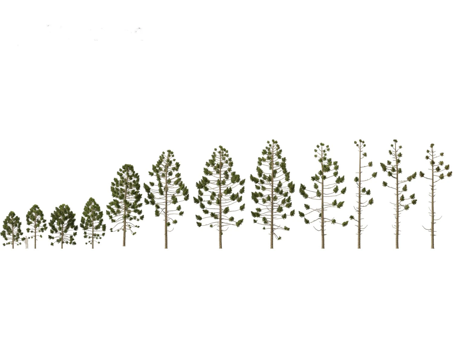 Araucaria angustifolia - Brazilian pine 01 3D Model .c4d .max .obj .3ds .fbx .stl .blend 