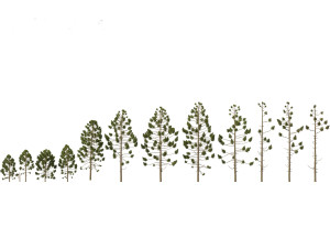 Araucaria angustifolia - Brazilian pine 01 3Dモデル