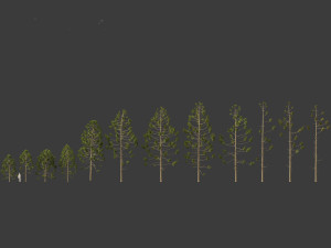 Araucaria angustifolia - Brazilian pine 01 Modèle 3D
