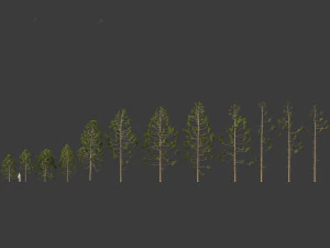 Araucaria angustifolia - Brazilian pine 01 3D Model