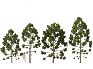 Araucaria angustifolia - Brazilian pine 01 Modèle 3D