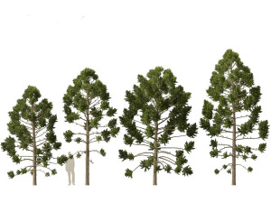 Araucaria angustifolia - Brazilian pine 01 3D Model