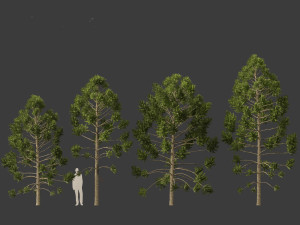 Araucaria angustifolia - Brazilian pine 01 Modèle 3D