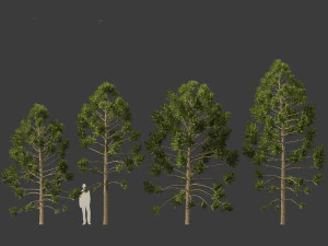 Araucaria angustifolia - Brazilian pine 01 3D Model