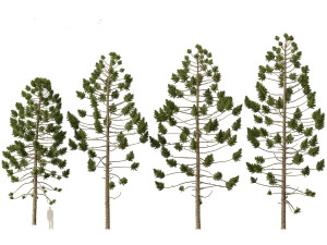Araucaria angustifolia - Brazilian pine 01 Modèle 3D