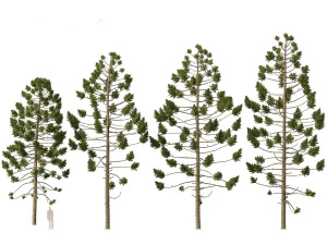 Araucaria angustifolia - Brazilian pine 01 3D Model