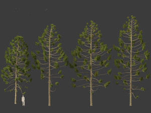 Araucaria angustifolia - Brazilian pine 01 Modèle 3D