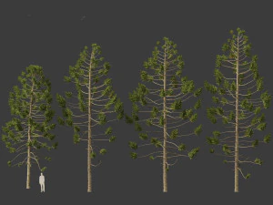 Araucaria angustifolia - Brazilian pine 01 3D Model