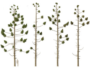 Araucaria angustifolia - Brazilian pine 01 Modèle 3D